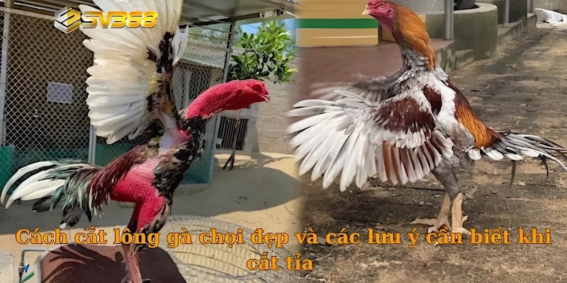 Cách cắt lông gà chọi đẹp và các lưu ý cần biết khi cắt tỉa