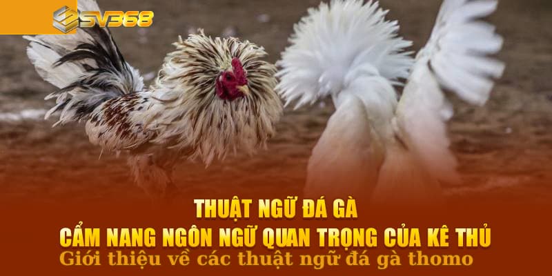 Giới thiệu về các thuật ngữ đá gà thomo
