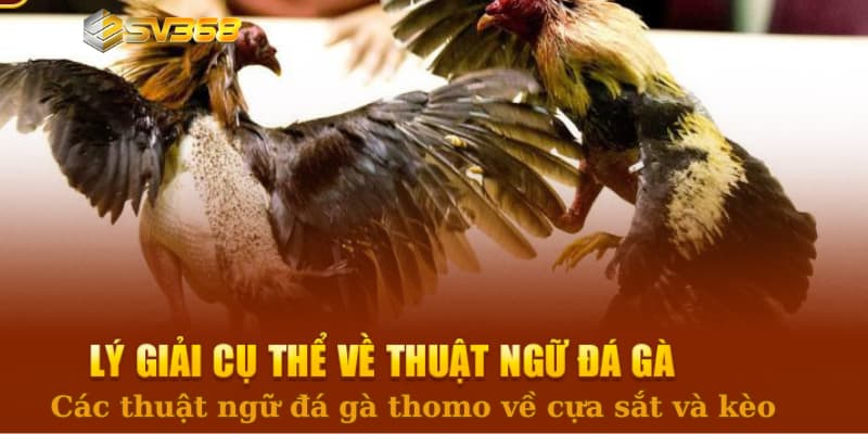 Các thuật ngữ đá gà thomo về cựa sắt và kèo