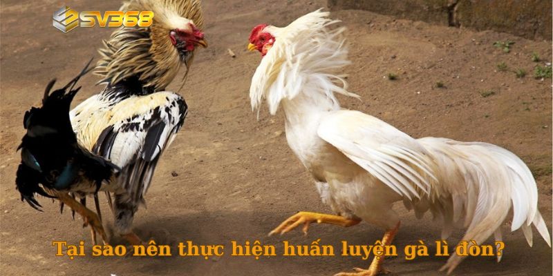Tại sao nên thực hiện huấn luyện gà lì đòn?