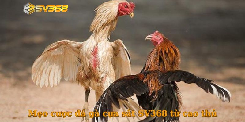 Mẹo cược đá gà cựa sắt SV368 từ cao thủ