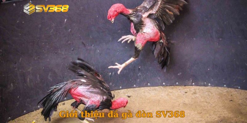 Giới thiệu đá gà đòn SV368 