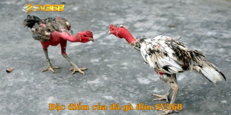 Đặc điểm của đá gà đòn SV368